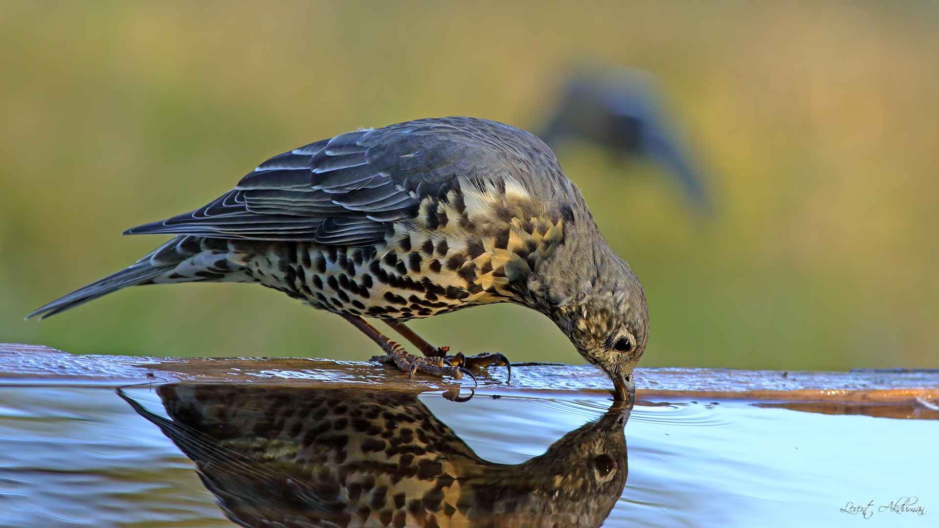 Mistle Thrush